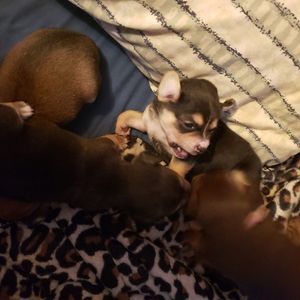 Meet your Posher, Ronnie